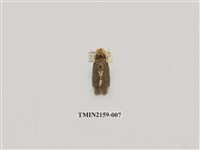 藏品(大波紋蛾)的圖片